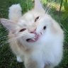 Gato veio 🇵🇸 🦑🥊🥋🎮🐳🐾 profil fotoğrafı