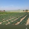 Фото профиля Durat Al Kuwait Farm