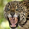 EL TURCO's profile picture