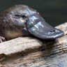 Platypus55 的头像
