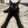 ancient_18's profile picture