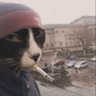 Фото профиля Certified Bullshit Inspector
