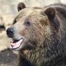Profilbild von Moon Bear