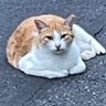 ゆう's profile picture