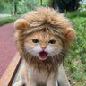 这是个好事啊's profile picture