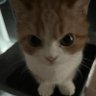 Фото профиля Cat with scarf