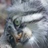 Profilbild von Рефлюкс Синьожовчі