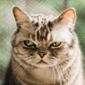 Mr.Simson's profile picture