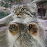 とある猫好きの趣味アカ profil fotoğrafı