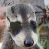 Skunk Bone's profile picture