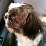leilamaurizia misses sophia's profile picture