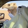 Profilbild von ابومحمد kuwait 🇰🇼🇸🇦🇶🇦🇧🇭🇴🇲🇦🇪