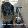 Carsoncroft spaniels 的头像