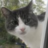 Profilbild von Stan the Cat@bostonMA 🇨🇦