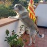 Montse Rios profil fotoğrafı