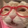 Фото профиля mew mew