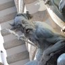 Gralha ranheta profil fotoğrafı