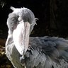 Profilbild von ハシビロコウ