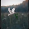 زهــور 🕊️ 的头像