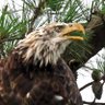 Profilbild von SaltyBird 🇺🇸