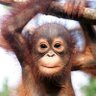ApeX profil fotoğrafı