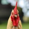 Roger Haynes's profile picture