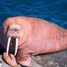 The Card Walrus 🎴🎴 的头像