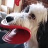Br_eden's profile picture