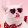 Profilbild von Gatitos