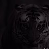 GrobarSRB's profile picture