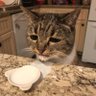 Basic CAT™'s profile picture