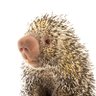 Profilbild von Angry Porcupine