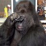 anto's profile picture