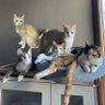 Фото профиля Çerez Çitos Bihter Behlül Poşetçi