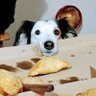 VeronicaC 🐺🐾 profil fotoğrafı