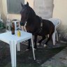 Profilbild von Chega ai Jow