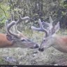 Stateland Bucks of Michigan 的头像
