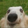 Profilbild von Stupid internet name