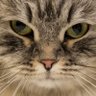 CreeperLOID profil fotoğrafı