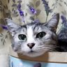 龍ニャンパリ🐾🐈 profil fotoğrafı
