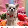 ちょこりん（えり）💖🌏🐺 profil fotoğrafı