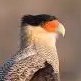 Profilbild von Dr. Caracara Plancus