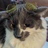FelixGoodcat's profile picture