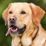 DOGS's profile picture