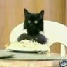 Spaghetti Cat 的头像