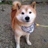 デニス・ベルカンプ profil fotoğrafı