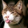 Asser El Aseel's profile picture