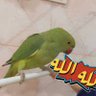 Ahmed's profile picture