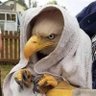 Big profil fotoğrafı
