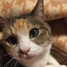はなのはは 的头像